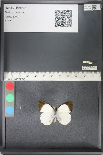 Media type: image;   Entomology 131734